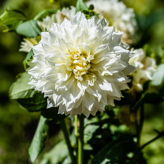 Dahlia 'Fleurel' (x3) - Bakker