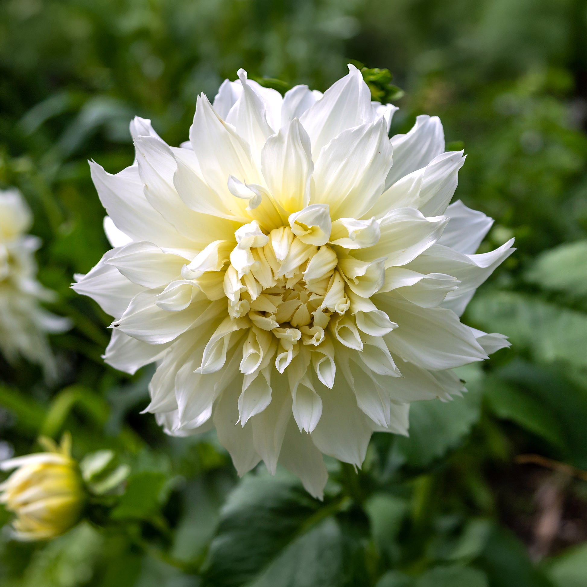 Dahlia 'fleurel' - Dahlia 'Fleurel' (x3) - Dahlia 