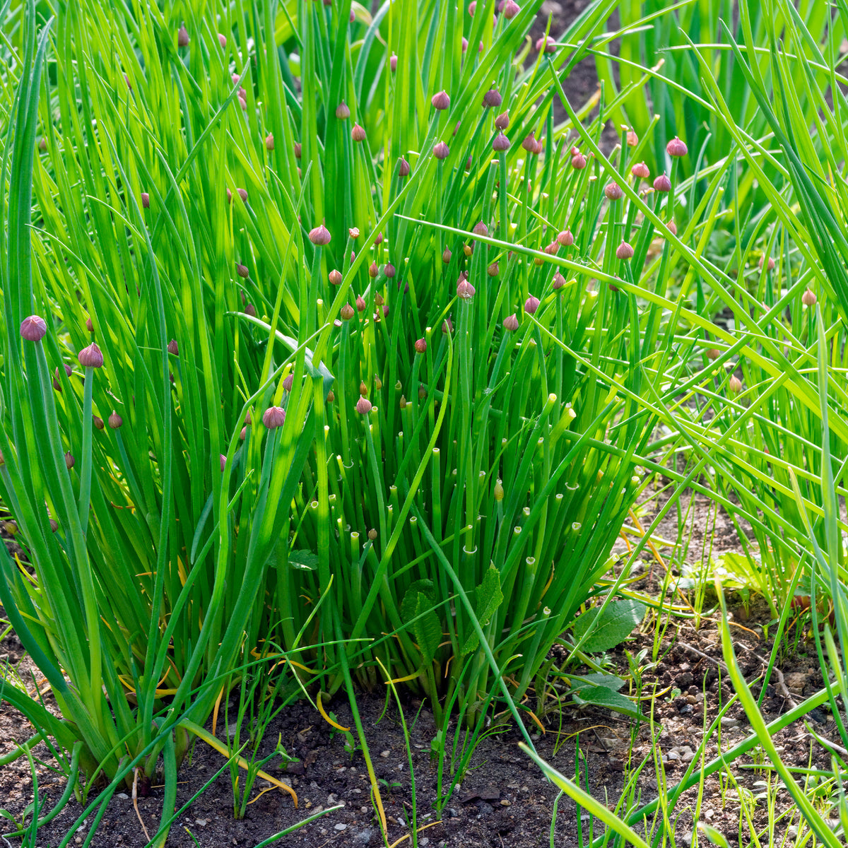Allium schoenoprasum - Bieslook - Kruidenzaden