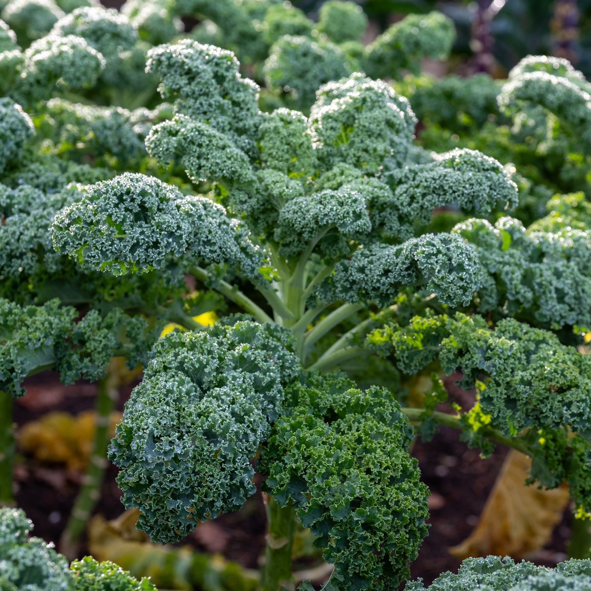 Boerenkool 'Westlandse Herfst' - Brassica oleracea sabauda westlandse herfst kale - Bakker