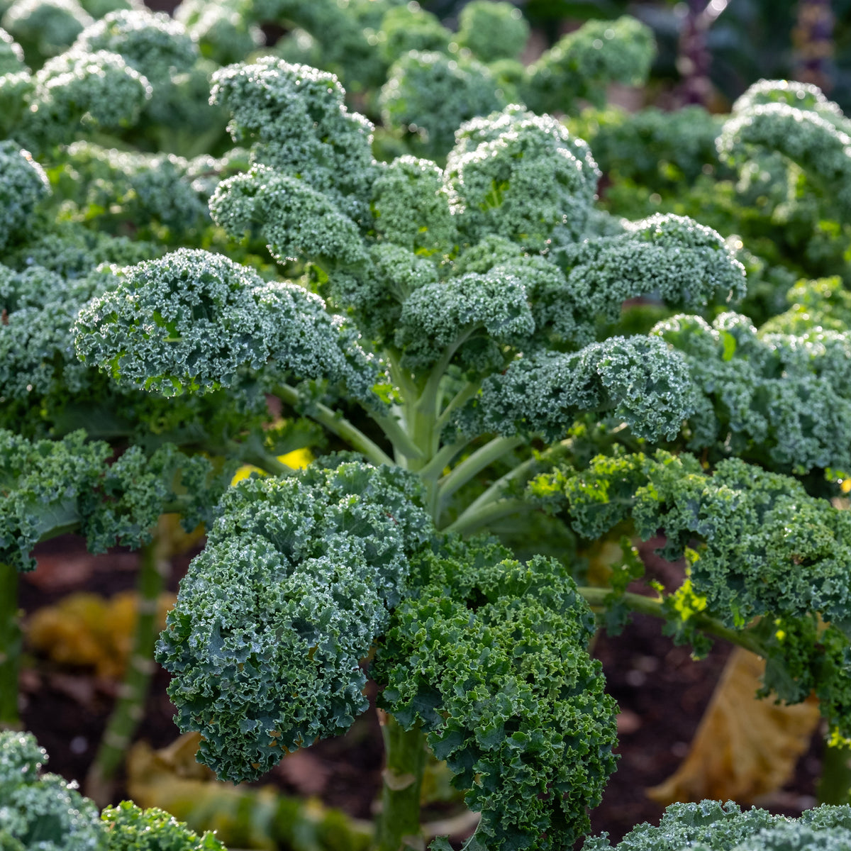 Boerenkool 'Westlandse Herfst' - Brassica oleracea sabauda Westlandse Herfst Kale - Bakker