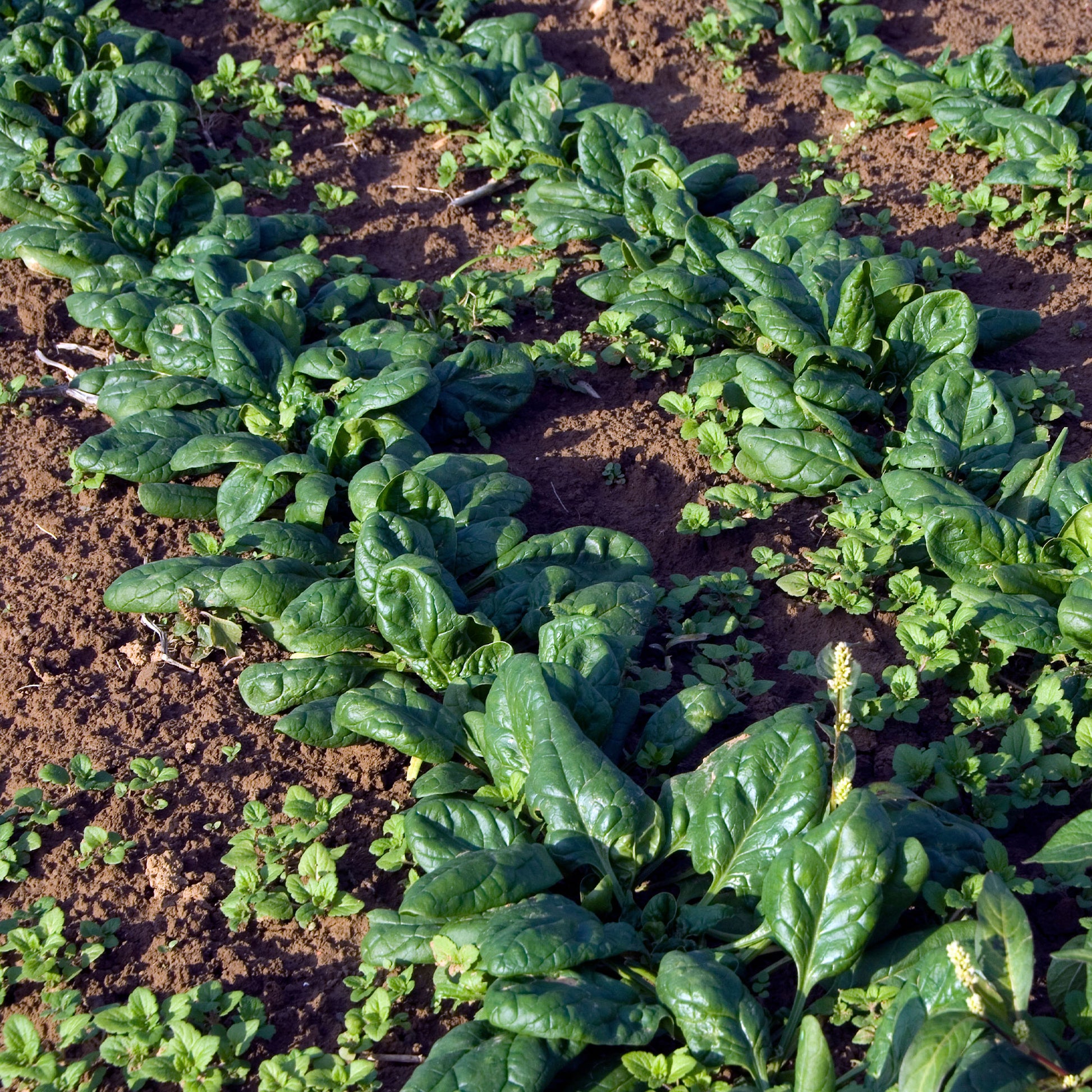 Spinazie 'Nores' - Beta vulgaris nores - Bakker