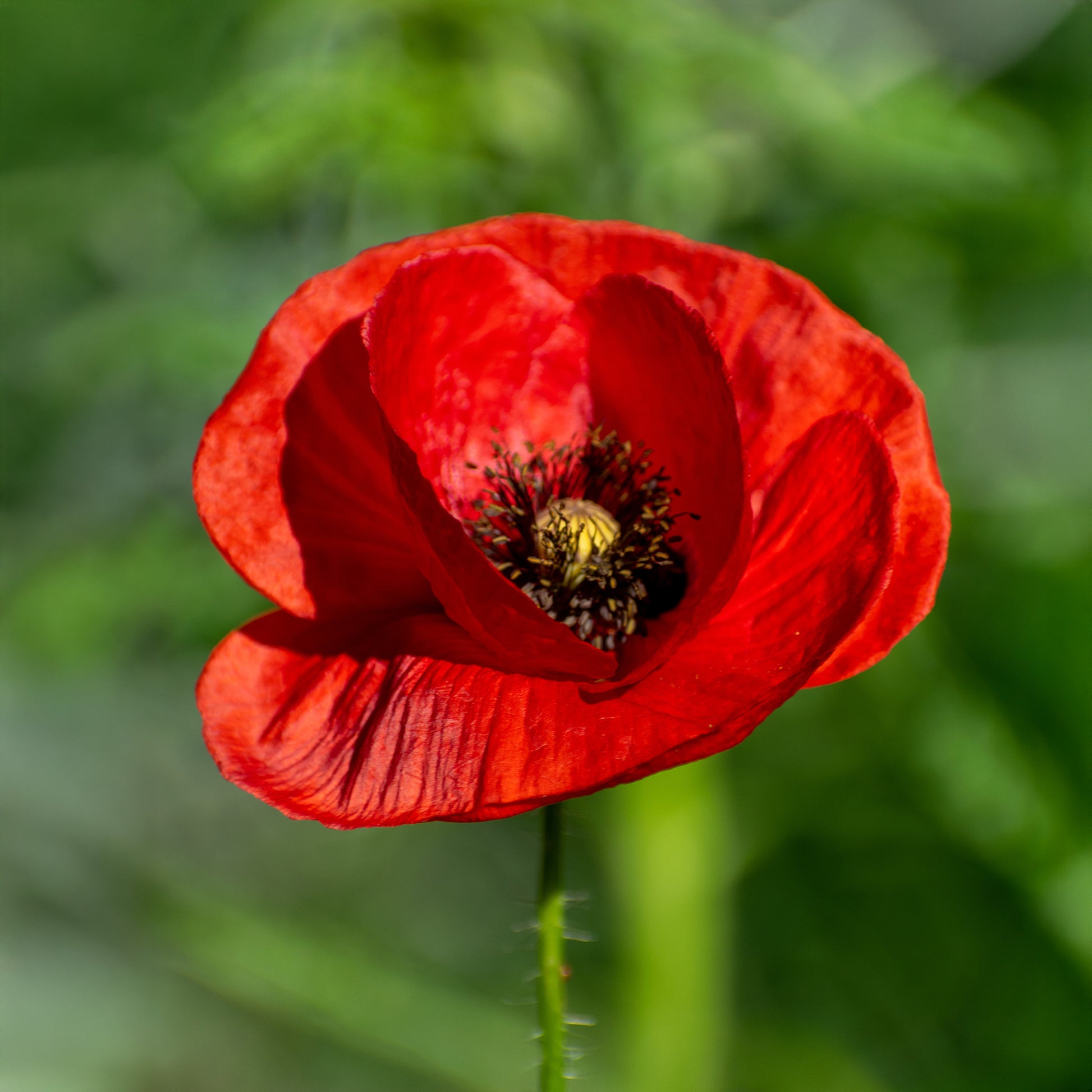 Klaproos - Papaver rhoeas red corn poppy - Bakker