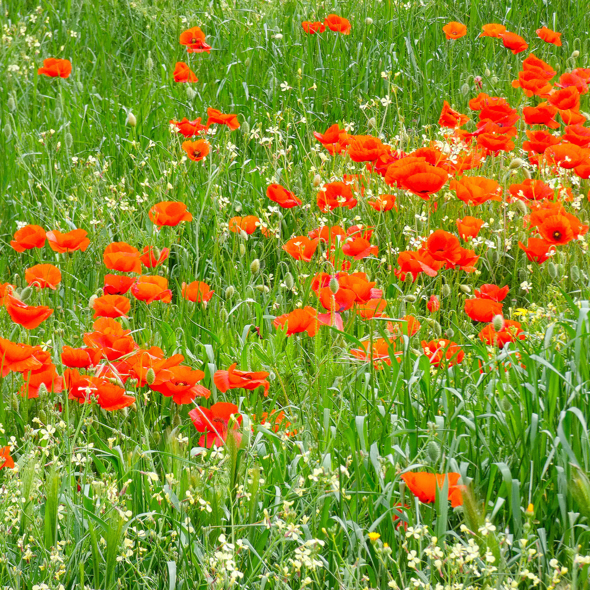 Eenjarige bloemzaden - Klaproos - Papaver rhoeas red corn poppy