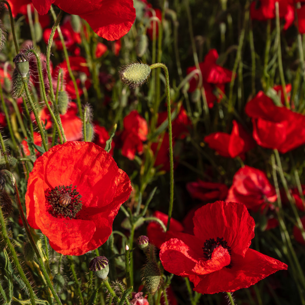 Verkoop Klaproos - Papaver rhoeas red corn poppy