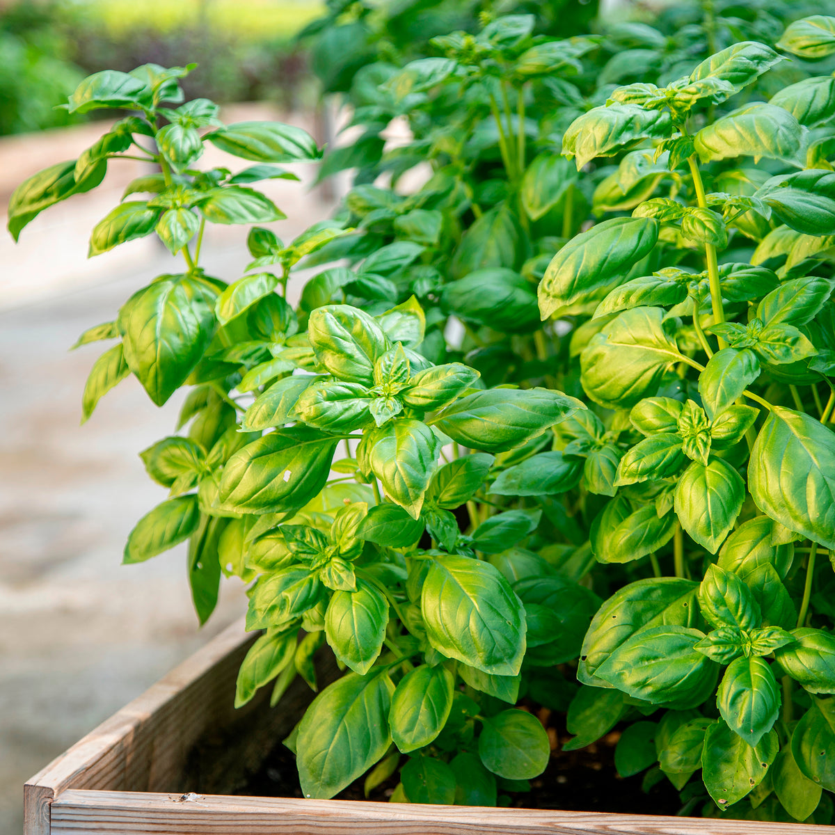 Biologische kruiden - Basilicum 'Italiano Classico' - Ocimum basilicum genovese