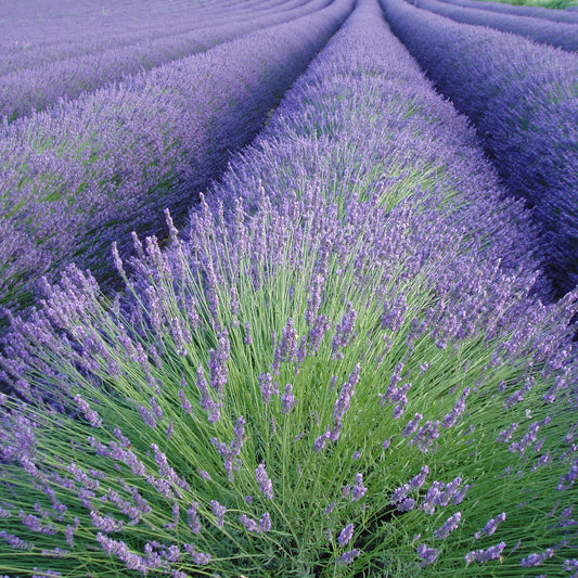 Lavendel - Bakker