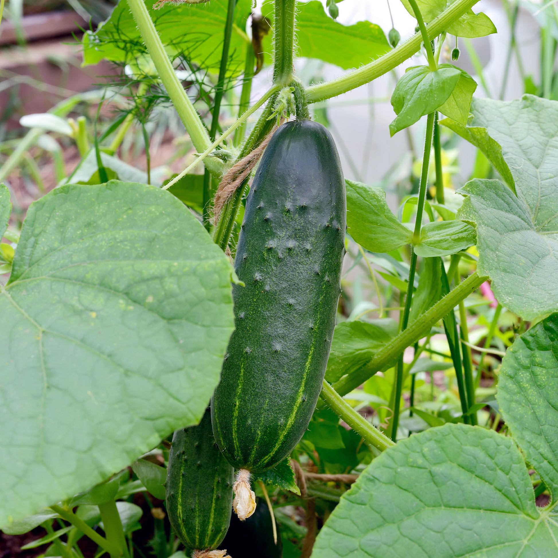 Komkommer 'Marketmore' - Cucumis sativus marketmore - Bakker