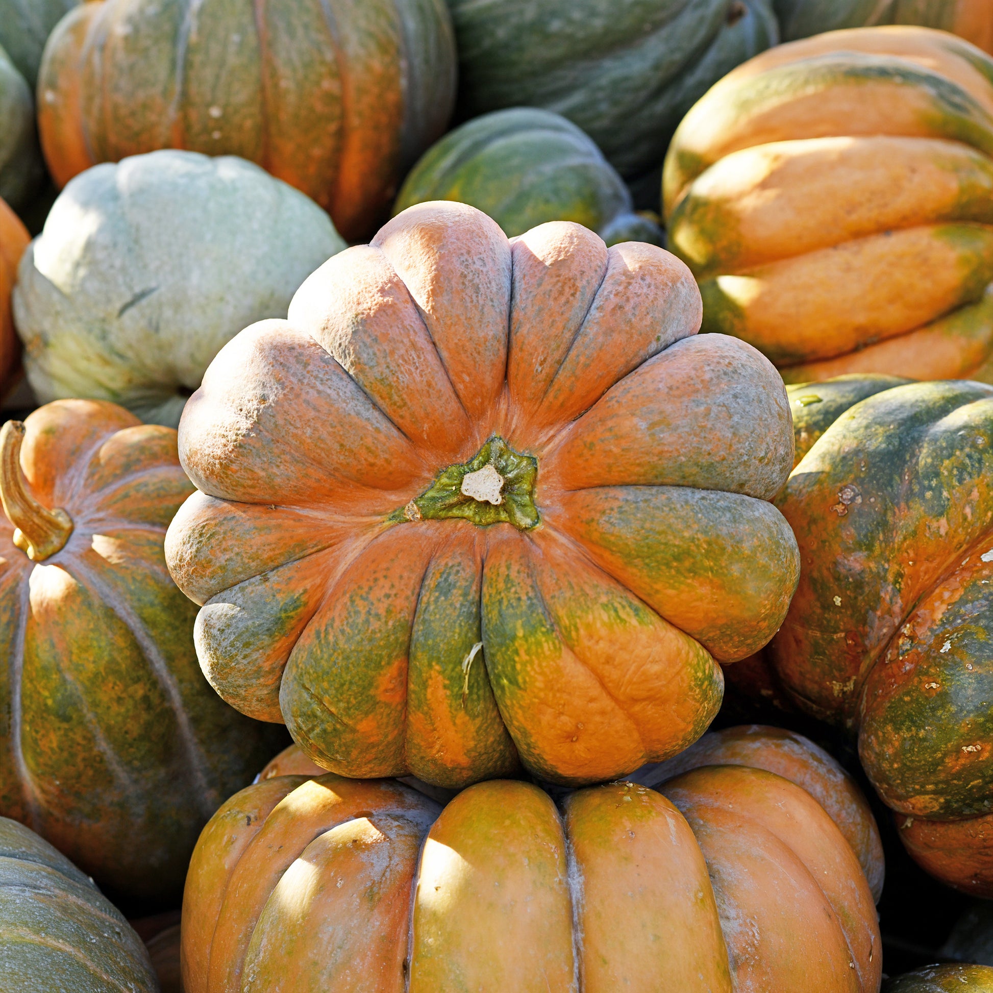 Pompoen 'Musquée de Provence' - Bio - Cucurbita maxima musquée de provence - Bakker
