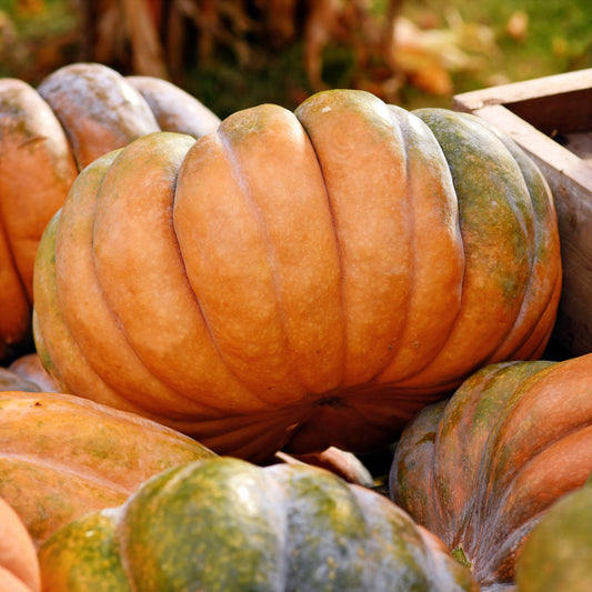 Pompoen 'Musquée de Provence' - Bio - Bakker
