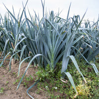 Prei 'Carentan 2' - Allium porrum monstrueux de carentan 2 (30 g) - Bakker