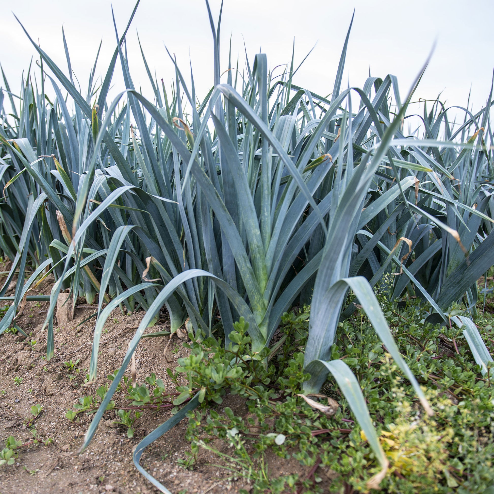 Prei 'Carentan 2' - Allium porrum monstrueux de carentan 2 (30 g) - Bakker