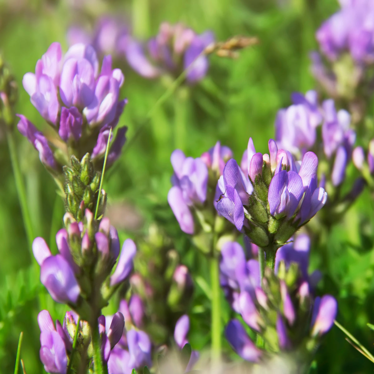 Alfalfa Medicago sativa - Bakker