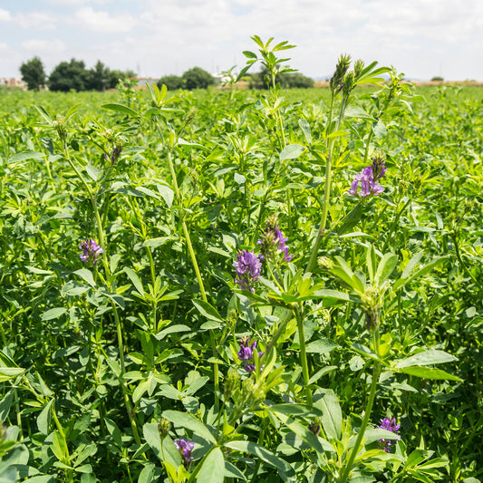 Alfalfa Medicago sativa - Bakker