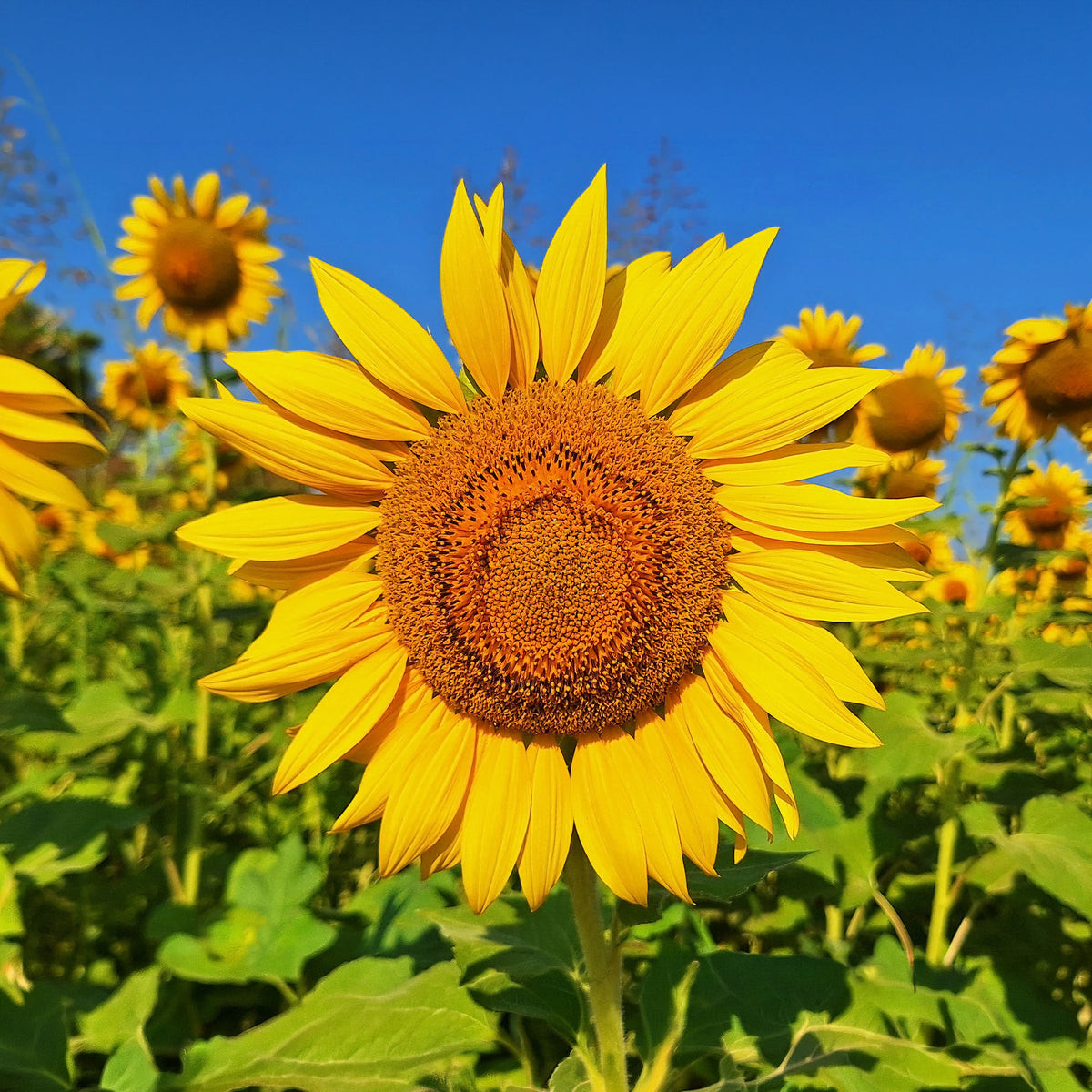 Zonnebloem 'Unifloris Giganteus' - Helianthus annuus giganteus - Bakker