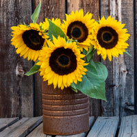 Zonnebloem 'Sunspot' - Helianthus annuus Sunspot - Bakker