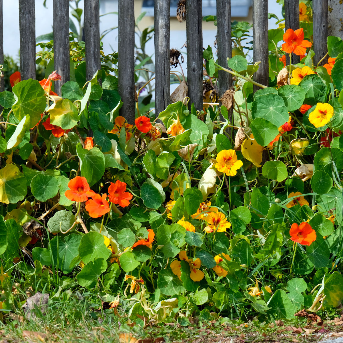 Tropaeolum majus - Oostindische kers - Eenjarige bloemzaden