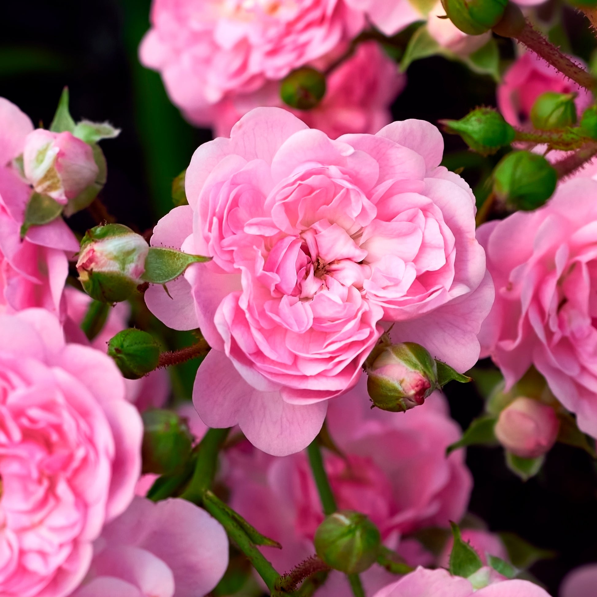Bodembedekkende rozen - Bodembedekkende roos 'The Fairy'® - Rosa polyantha 'The Fairy'
