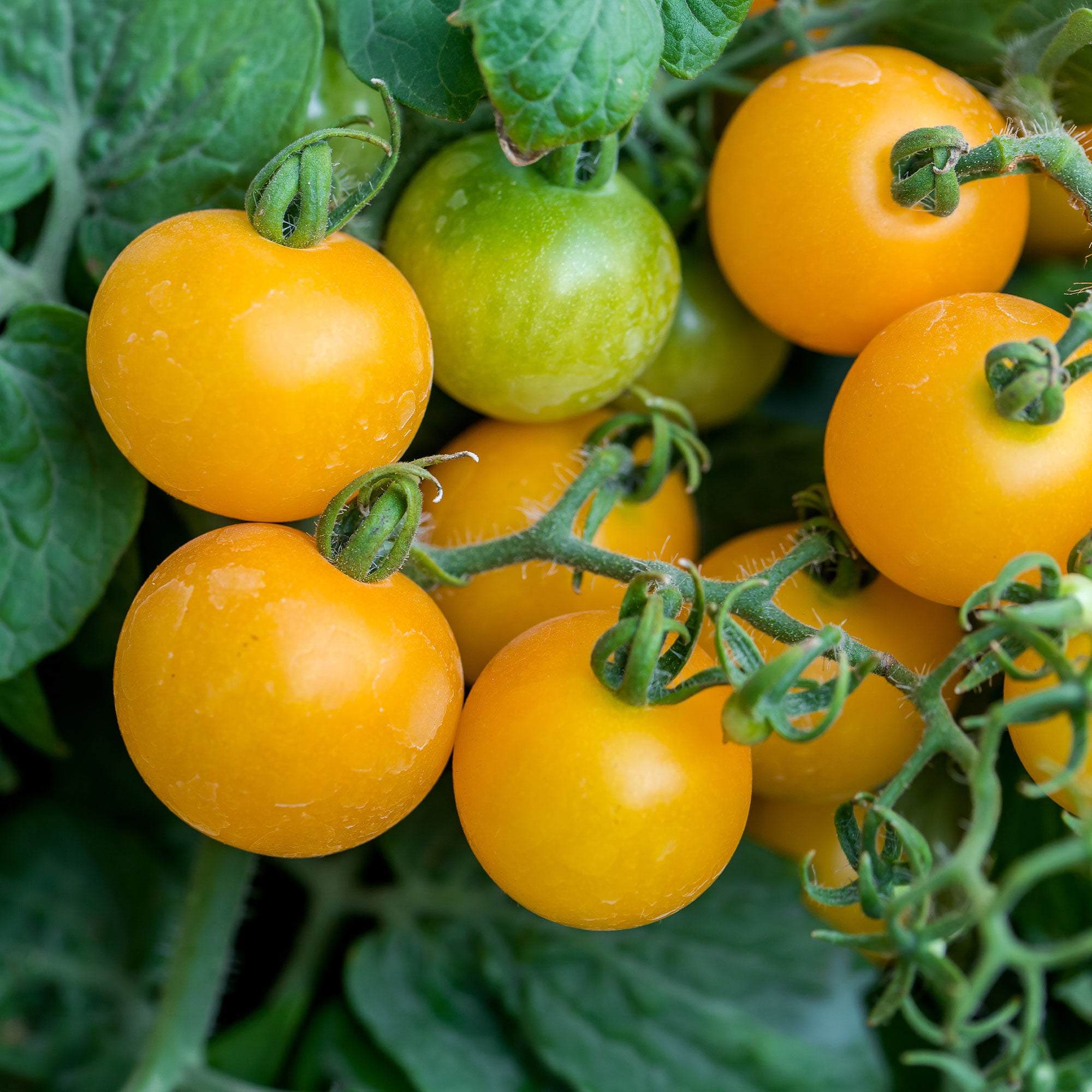 Zaden Tomaten pakket Solanum 'Toffe Tomaten' - Groentezaden