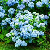 Hortensia macrophylla - Blauwe Boerenhortensia - Hydrangea macrophylla