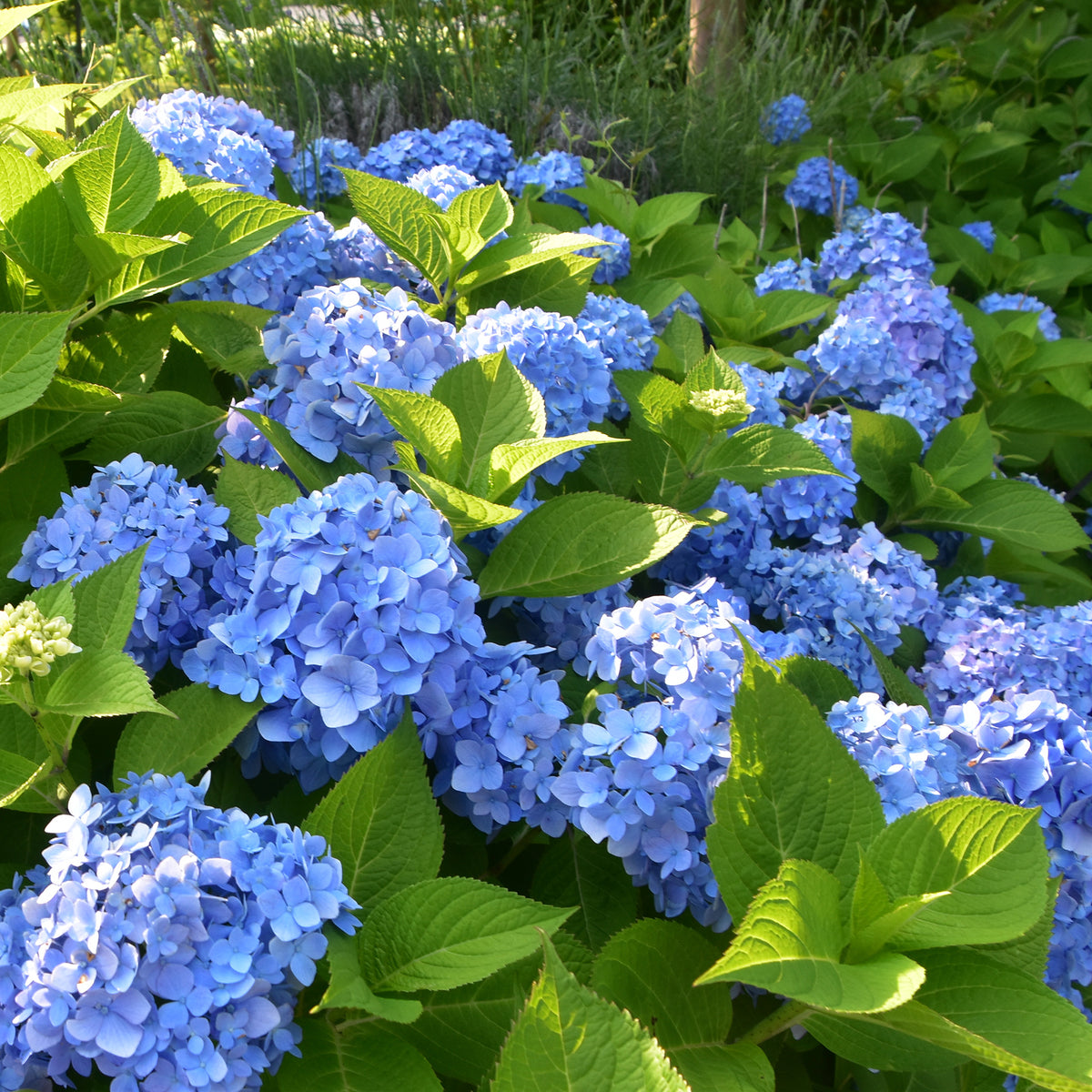 Blauwe Boerenhortensia - Hydrangea macrophylla - Bakker