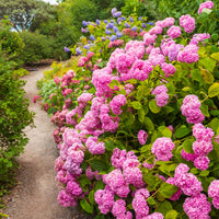 Roze Boerenhortensia - Bakker