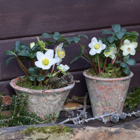 Helleborus 'Christmas Carol'