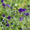 Akelei 'Blue Barlow' - Bakker