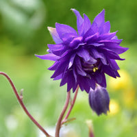 Aquilegia vulgaris Blue Barlow - Akelei 'Blue Barlow' - Vaste planten