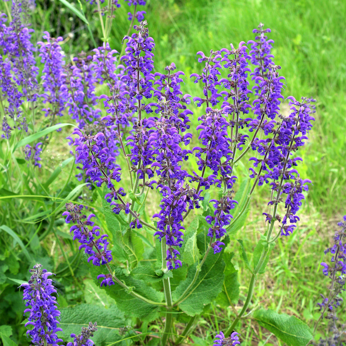 Veldsalie - Salvia pratensis - Bakker