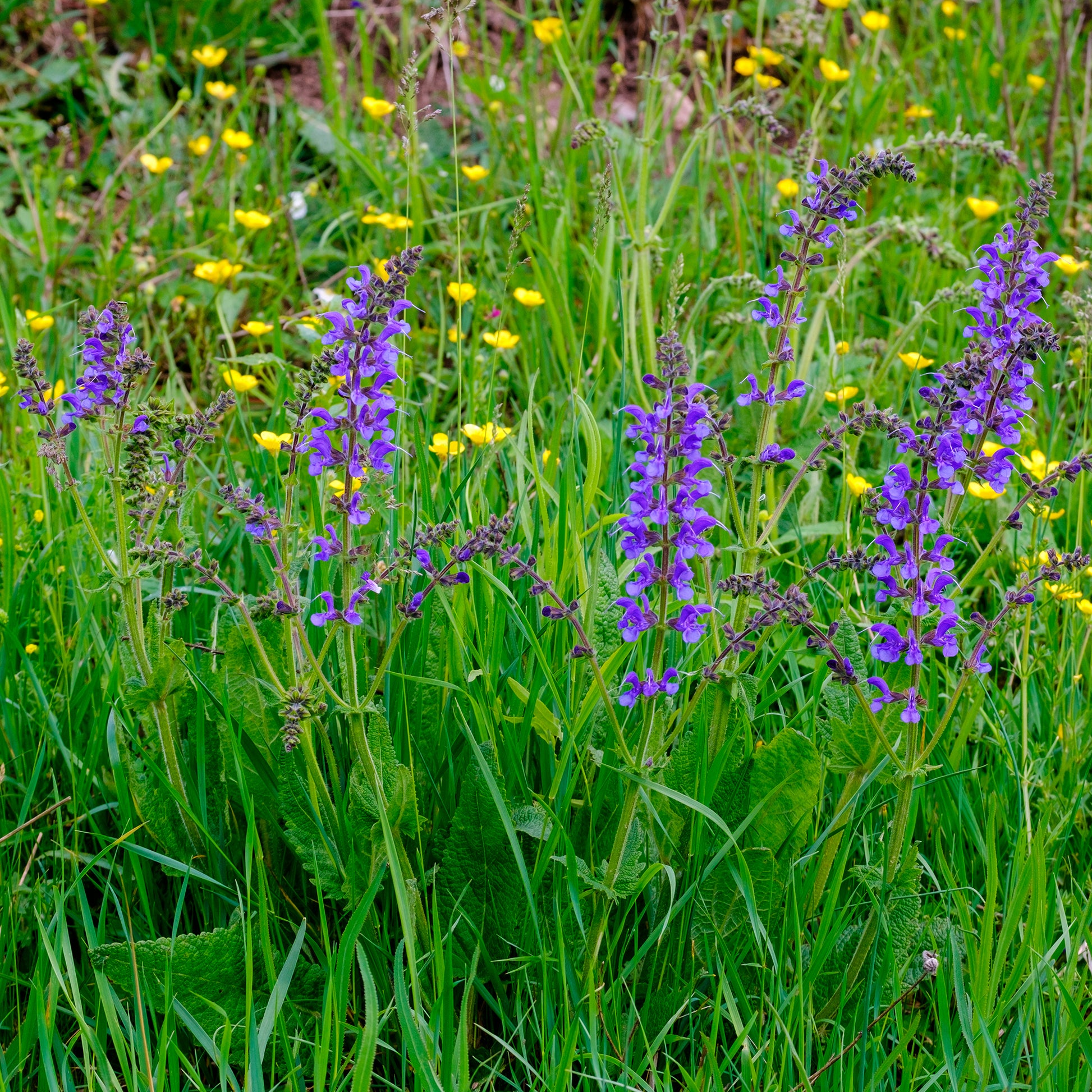 Salie - Veldsalie - Salvia pratensis