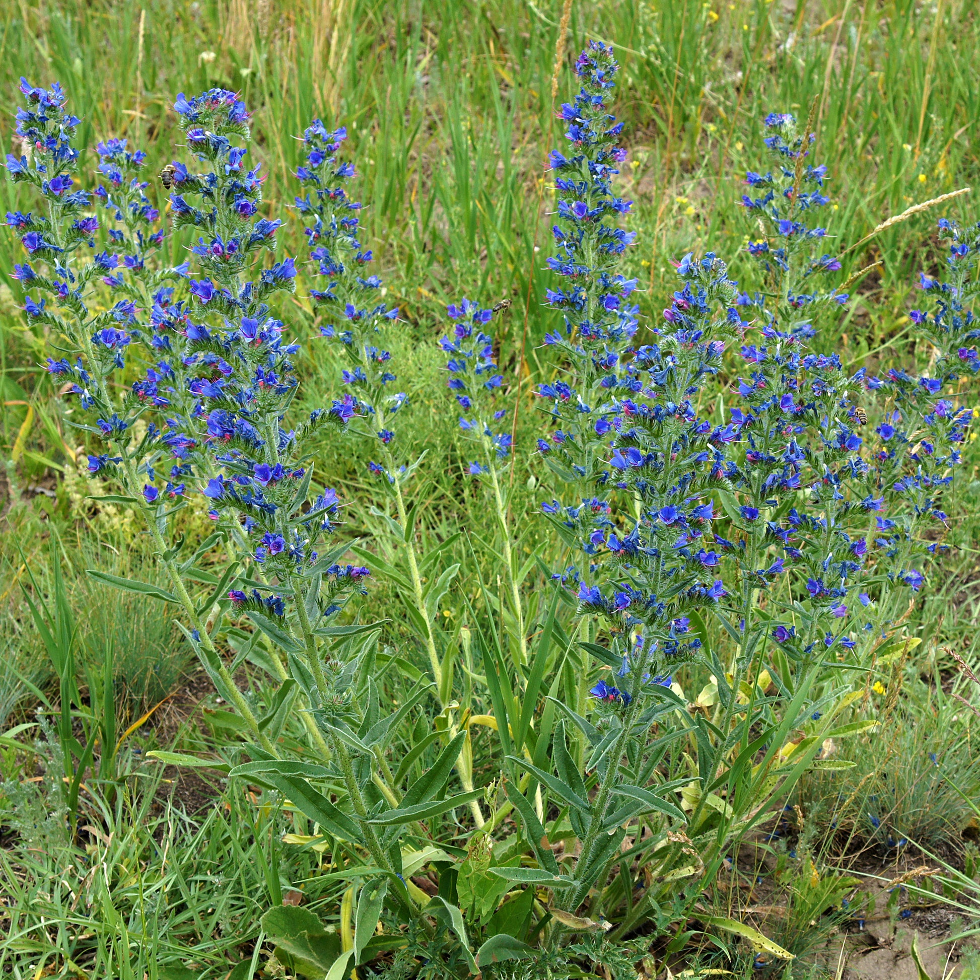Verkoop Slangenkruid - Echium vulgare