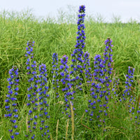 Slangenkruid - Vaste planten - Bakker