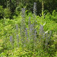 Echium vulgare - Slangenkruid - Vaste planten