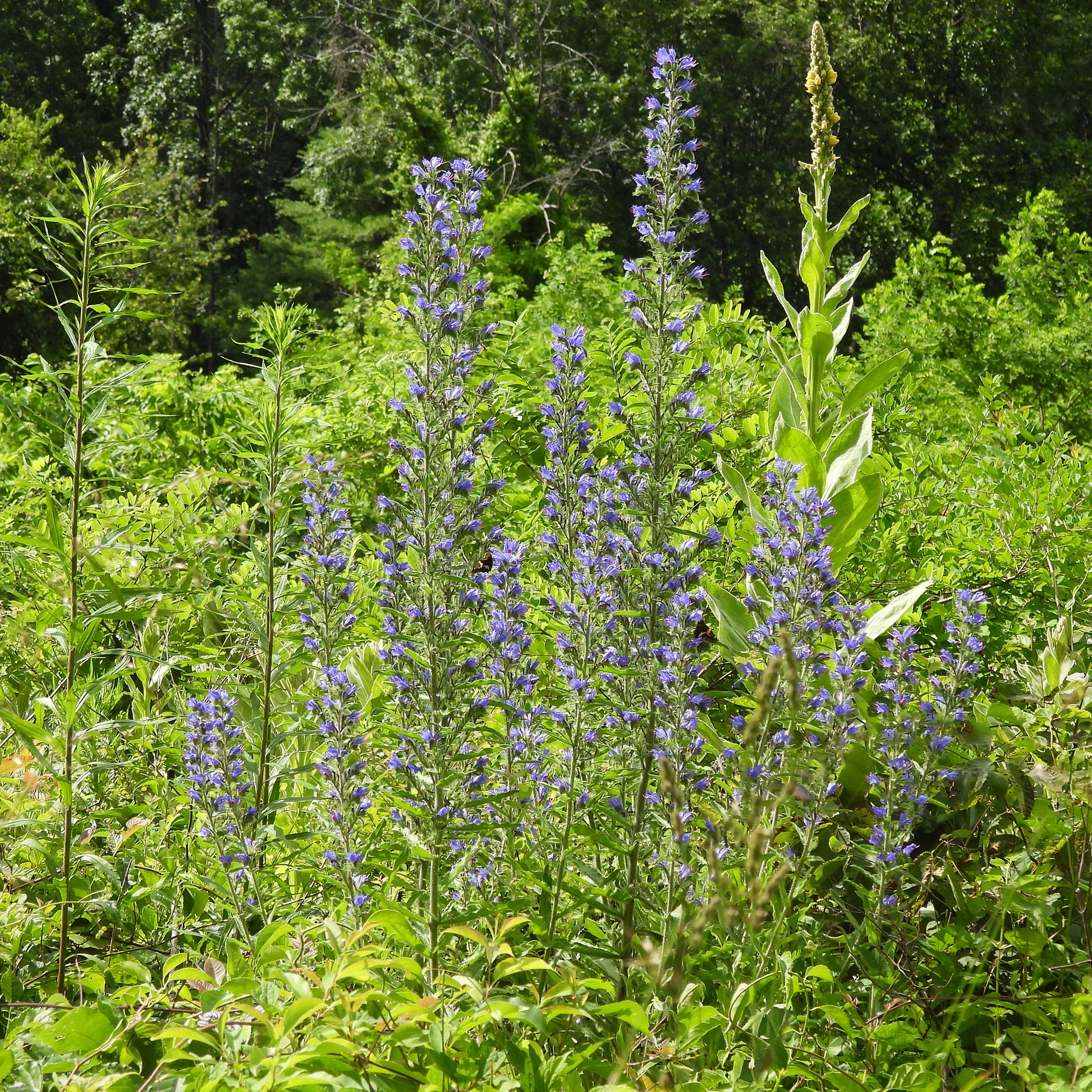 Echium vulgare - Slangenkruid - Vaste planten