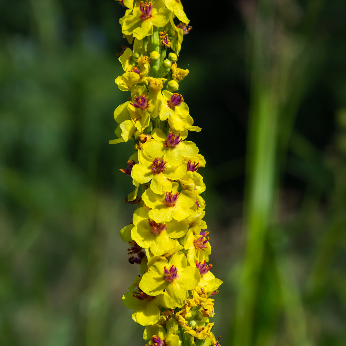 Zwarte toorts
