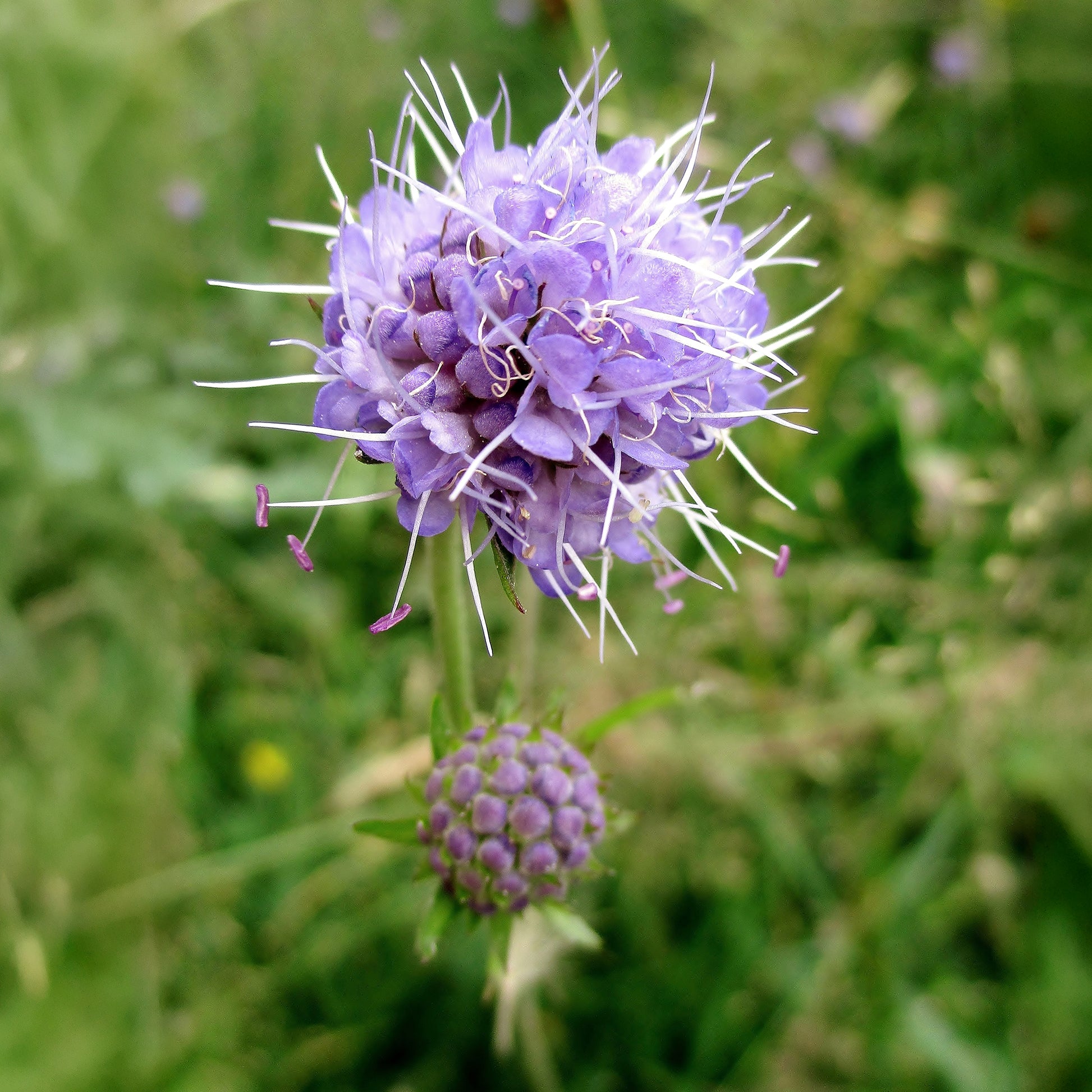 Wilde tuinplanten - Blauwe knoop - Succisa pratensis