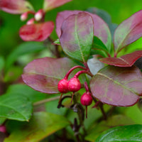 Gaultheria procumbens Big Berry - Bergthee 'Big Berry' - Bloeiende heesters