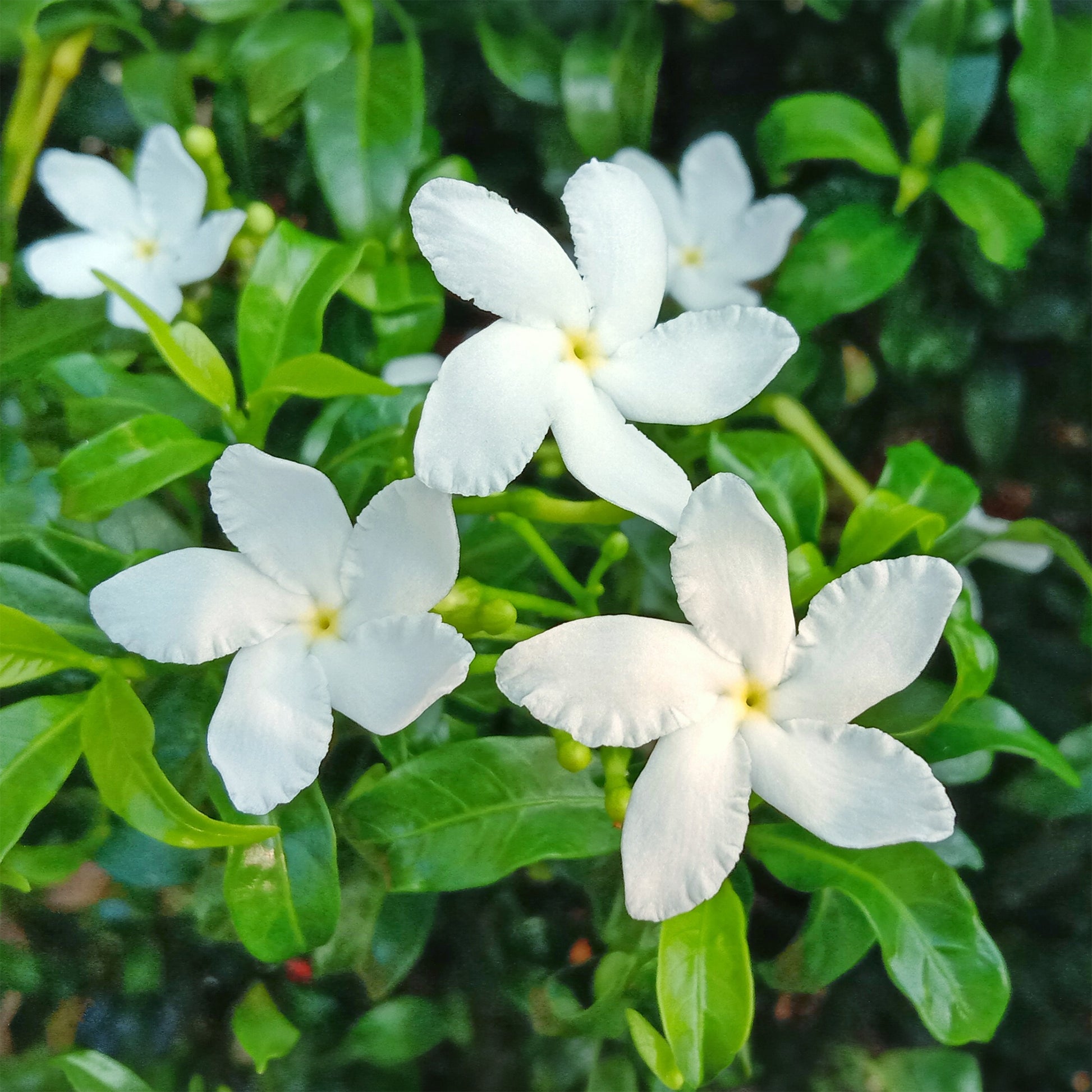 Jasminum polyanthum - Jasmijn - Jasminum - Jasmijn
