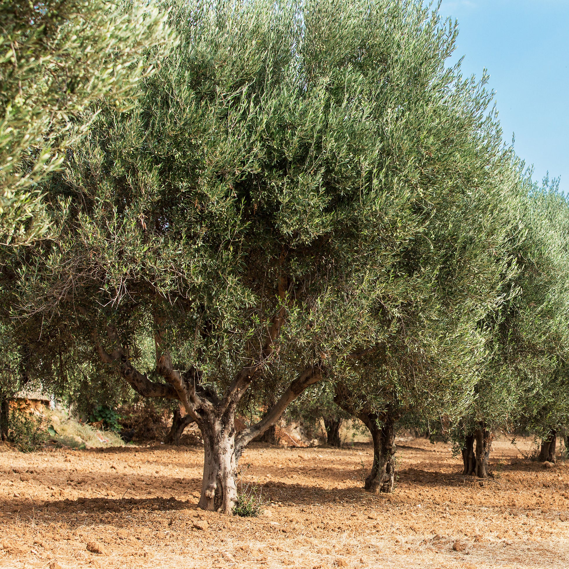 Olea europaea - Olijfboom - Olijfbomen