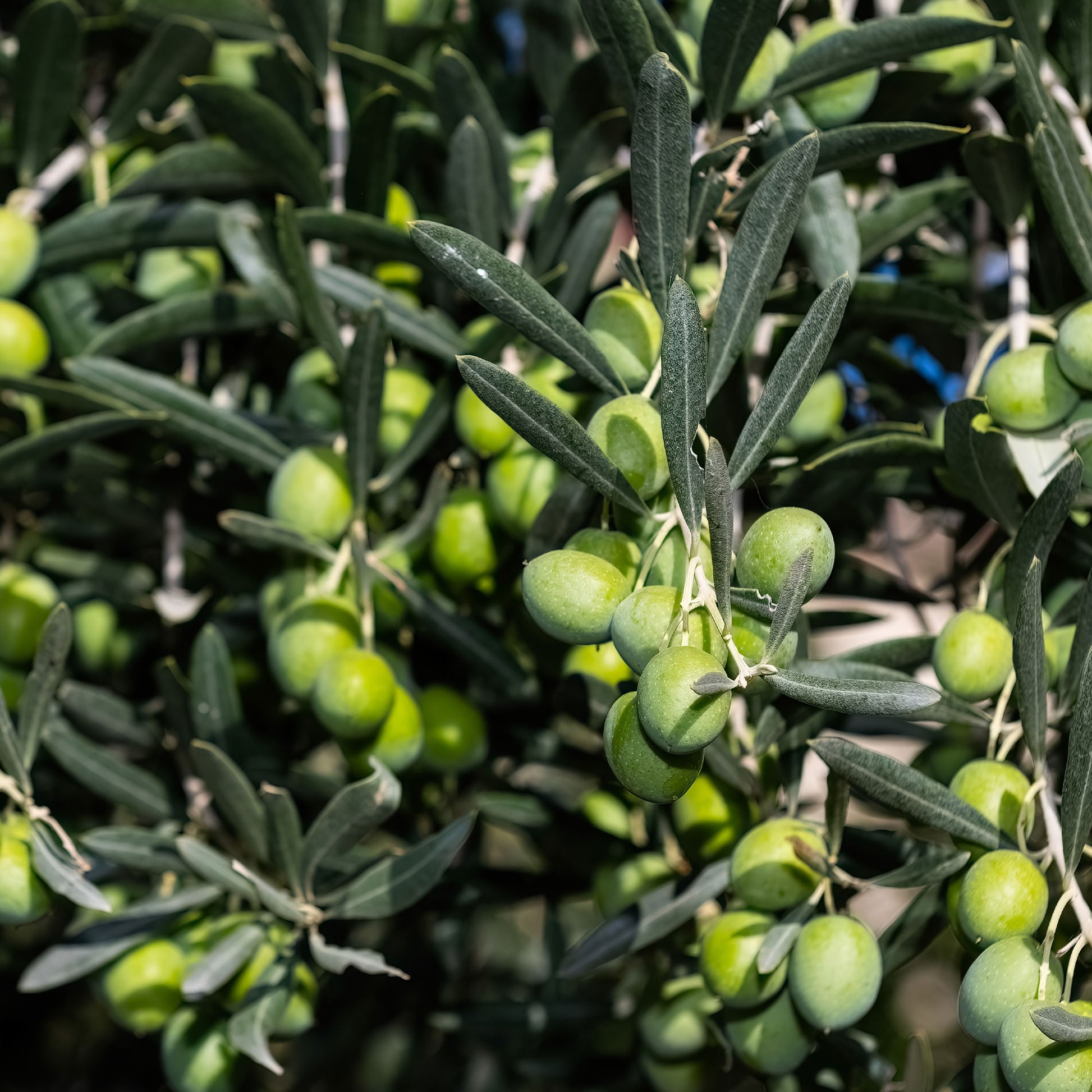 Verkoop Olijfboom - Olea europaea