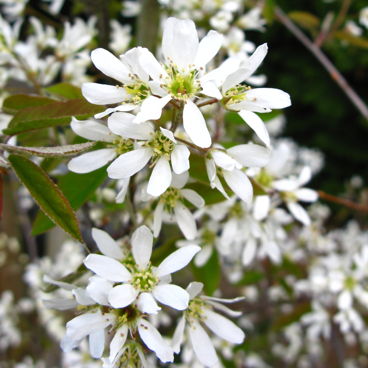 Krentenboom