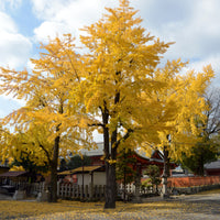 Japanse notenboom - Ginkgo - Bloeiende heesters - Bakker