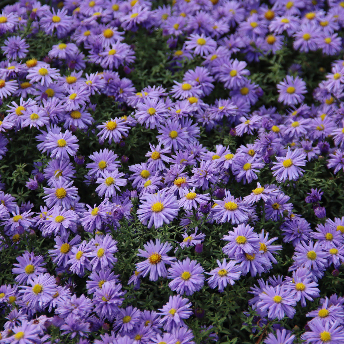 Herfstaster 'Lady in Blue'