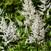 Vaste planten - Pluimspirea 'Brautschleier' - Astilbe x arendsii Brautschleier