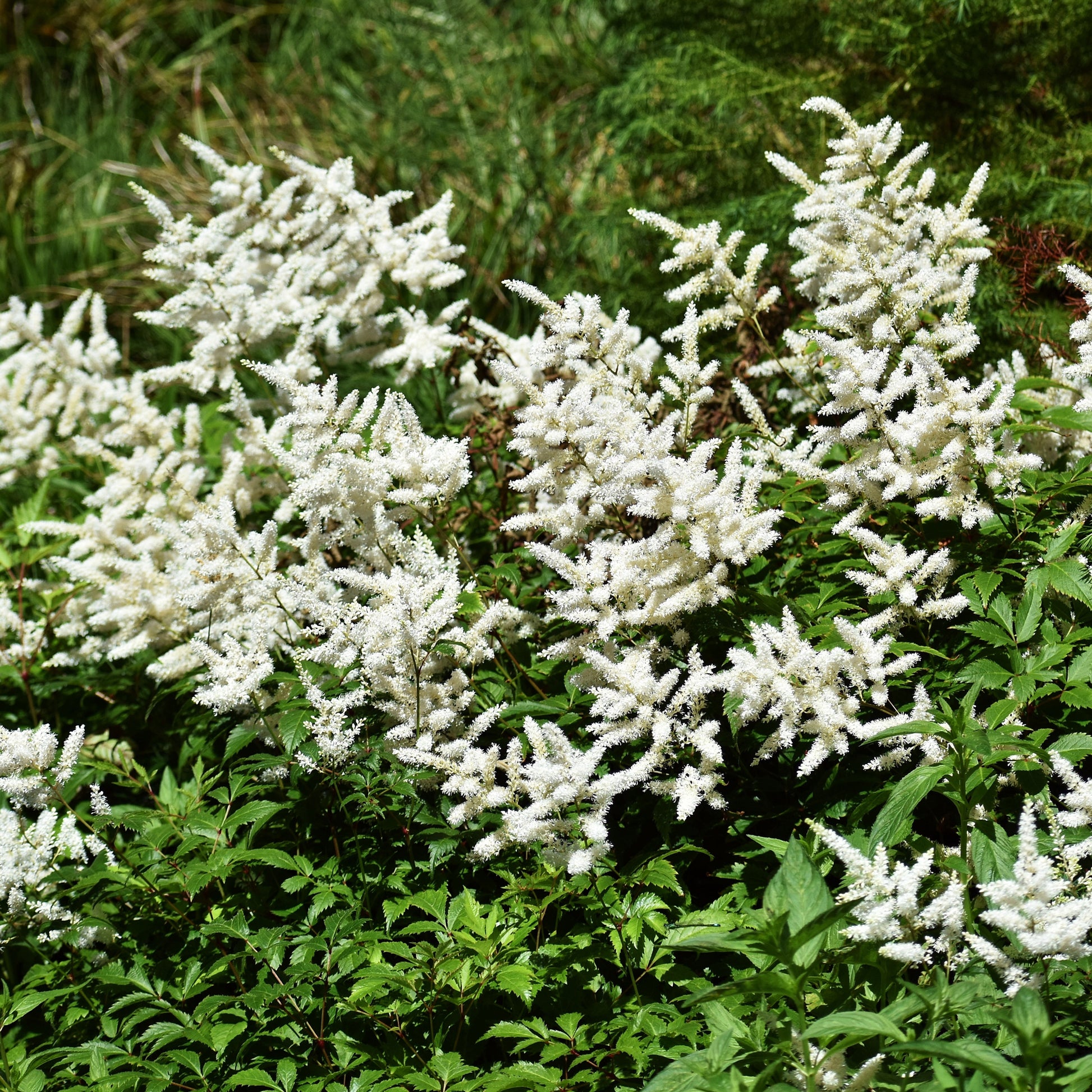 Verkoop Pluimspirea 'Brautschleier'