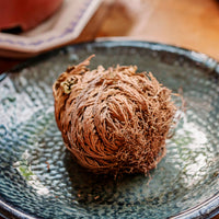 Groene kamerplanten voor interieur - Roos van Jericho - Selaginella lepidophylla