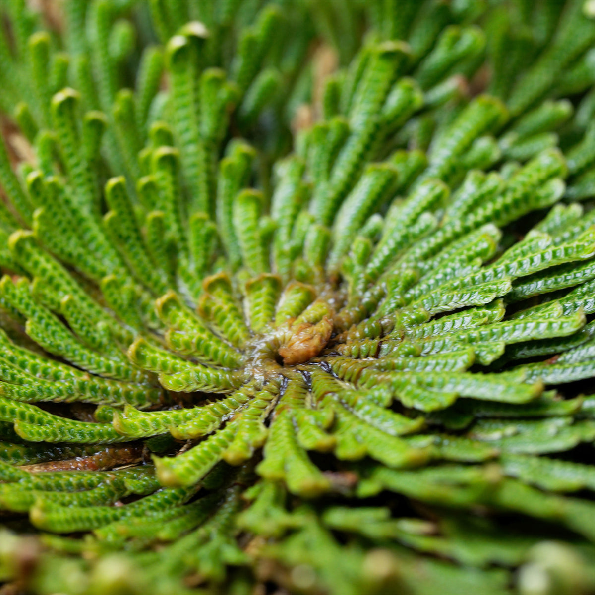 Selaginella lepidophylla - Roos van Jericho - Groene kamerplanten voor interieur