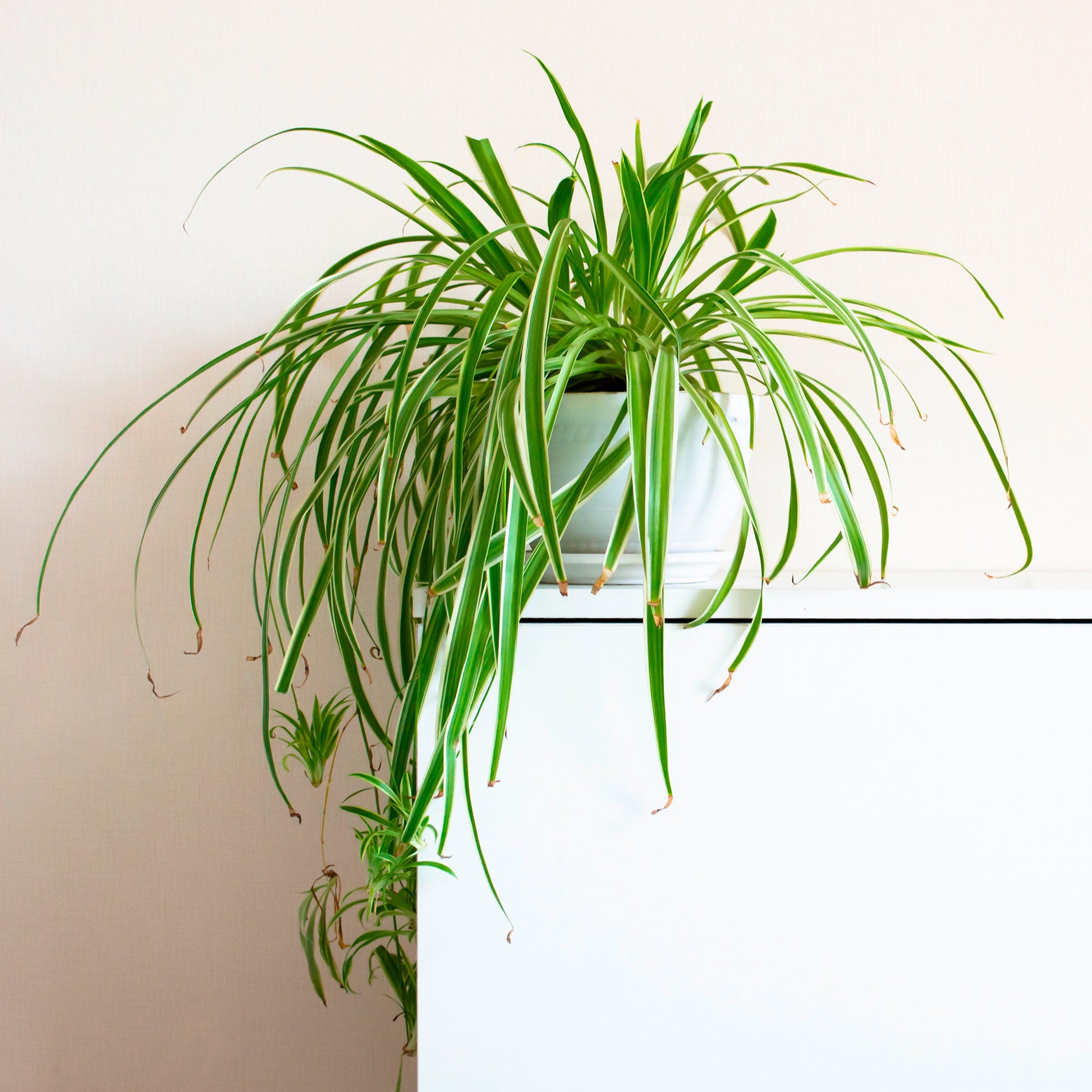 Graslelie 'Vittatum' - Bakker