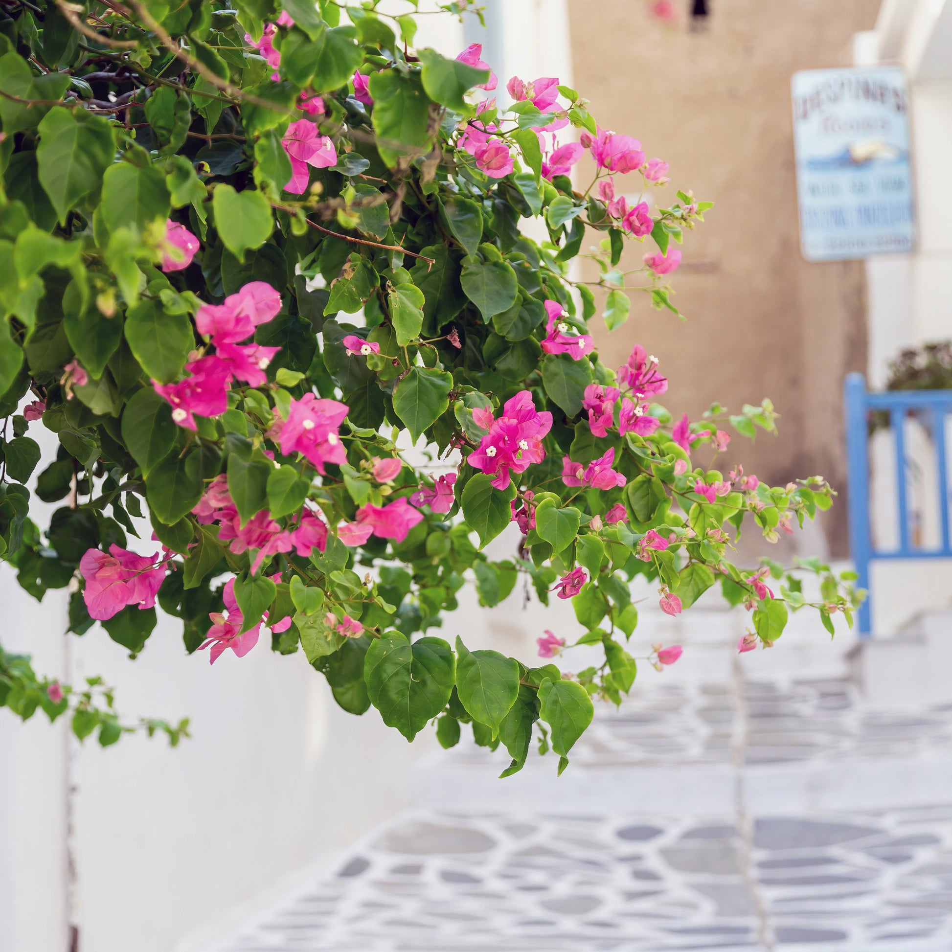 Verkoop Roze bougainville